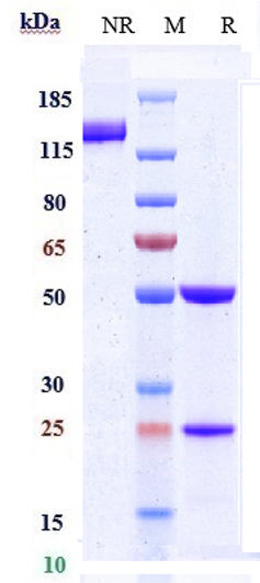 WB - Anti-ACVRL1 / ALK-1 Reference Antibody (ascrinvacumab) APR10390